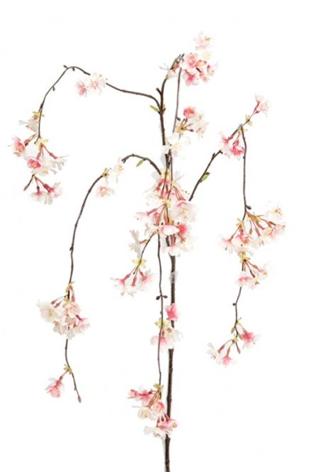 Hovedbilde Kirsebærkvist hengende