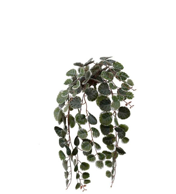 Hovedbilde Peperomia 45 cm