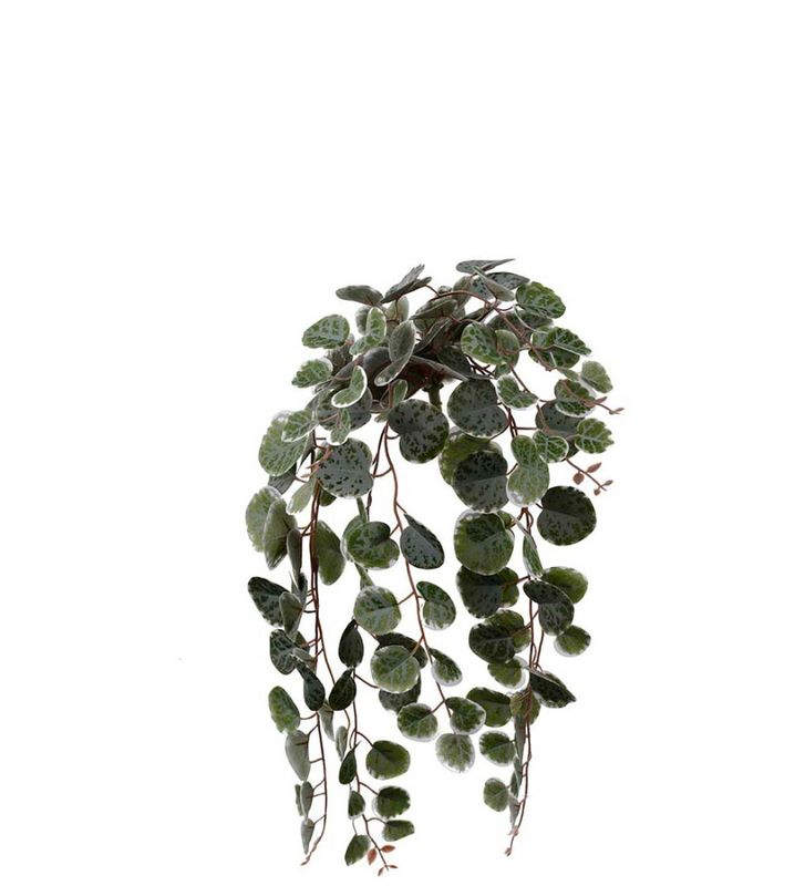 Peperomia 45 cm